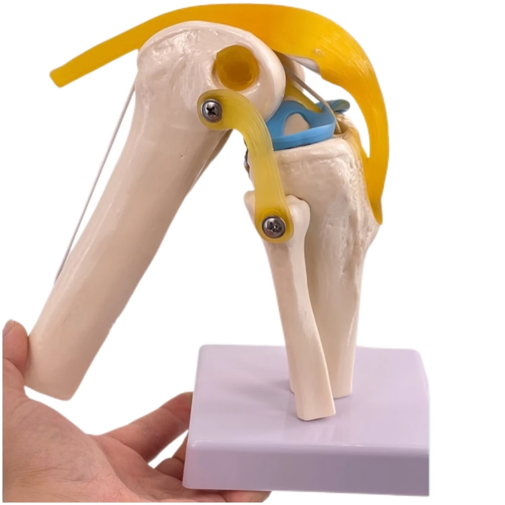 Medical Anatomy Life Size Human Skeleton Knee Joint Anatomical Model