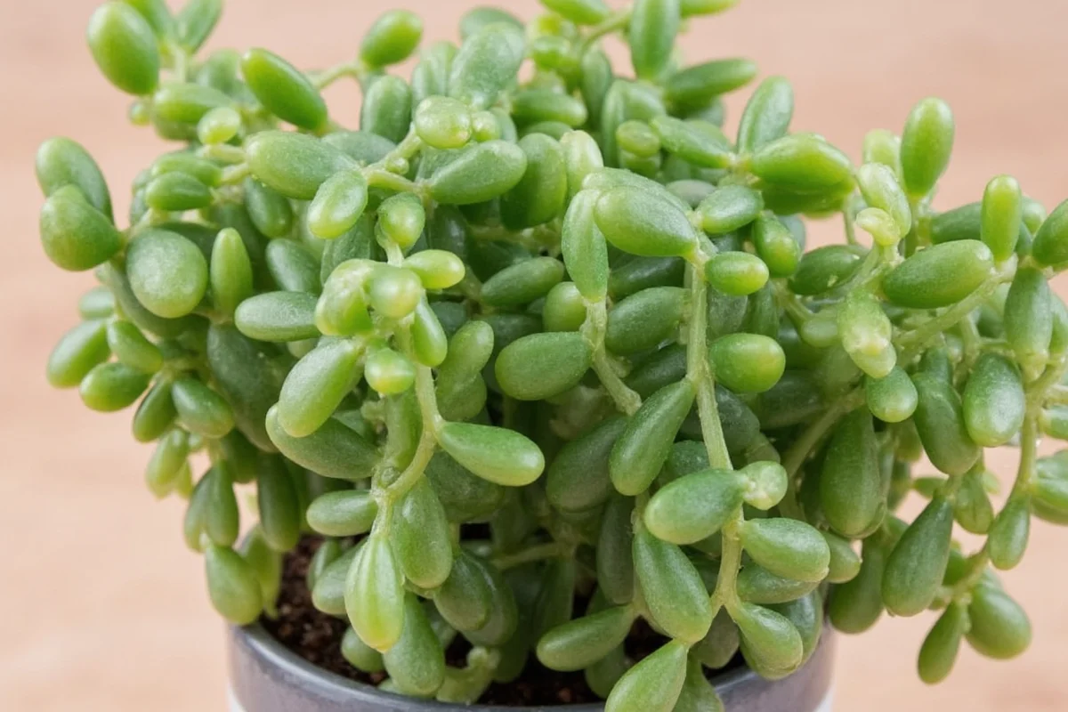 how do i care for a jade plant