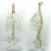 Spine pelvis rib femur head Medical Spinnal Column Anatomical Human Model