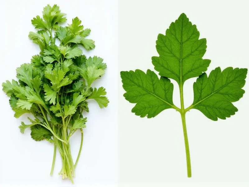 Cilantro vs Coriander Leaves: Same Plant, Different Names