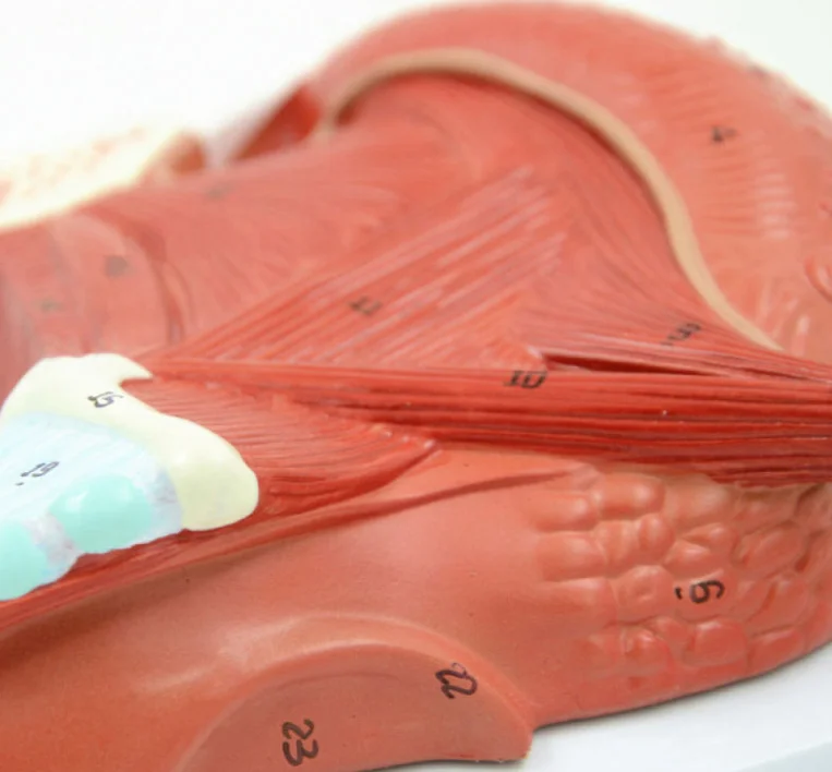 Human Tongue Muscle And Tongue Muscle Anatomical Model With Digital
