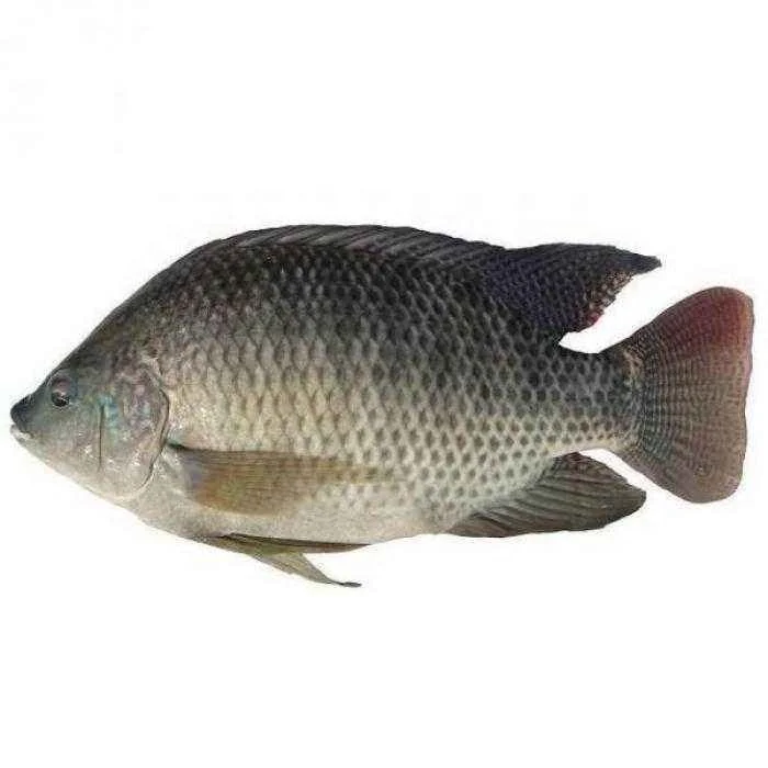 
High Quality Seafood Product Red and Black Frozen Tilapia 