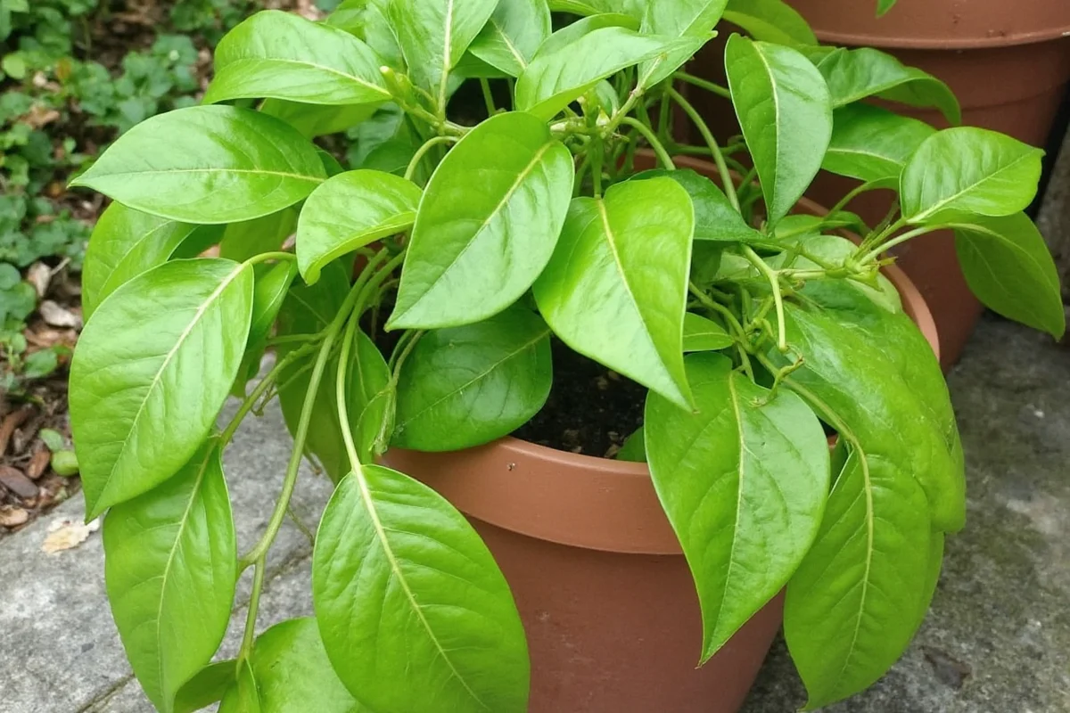 how to prune pothos plants