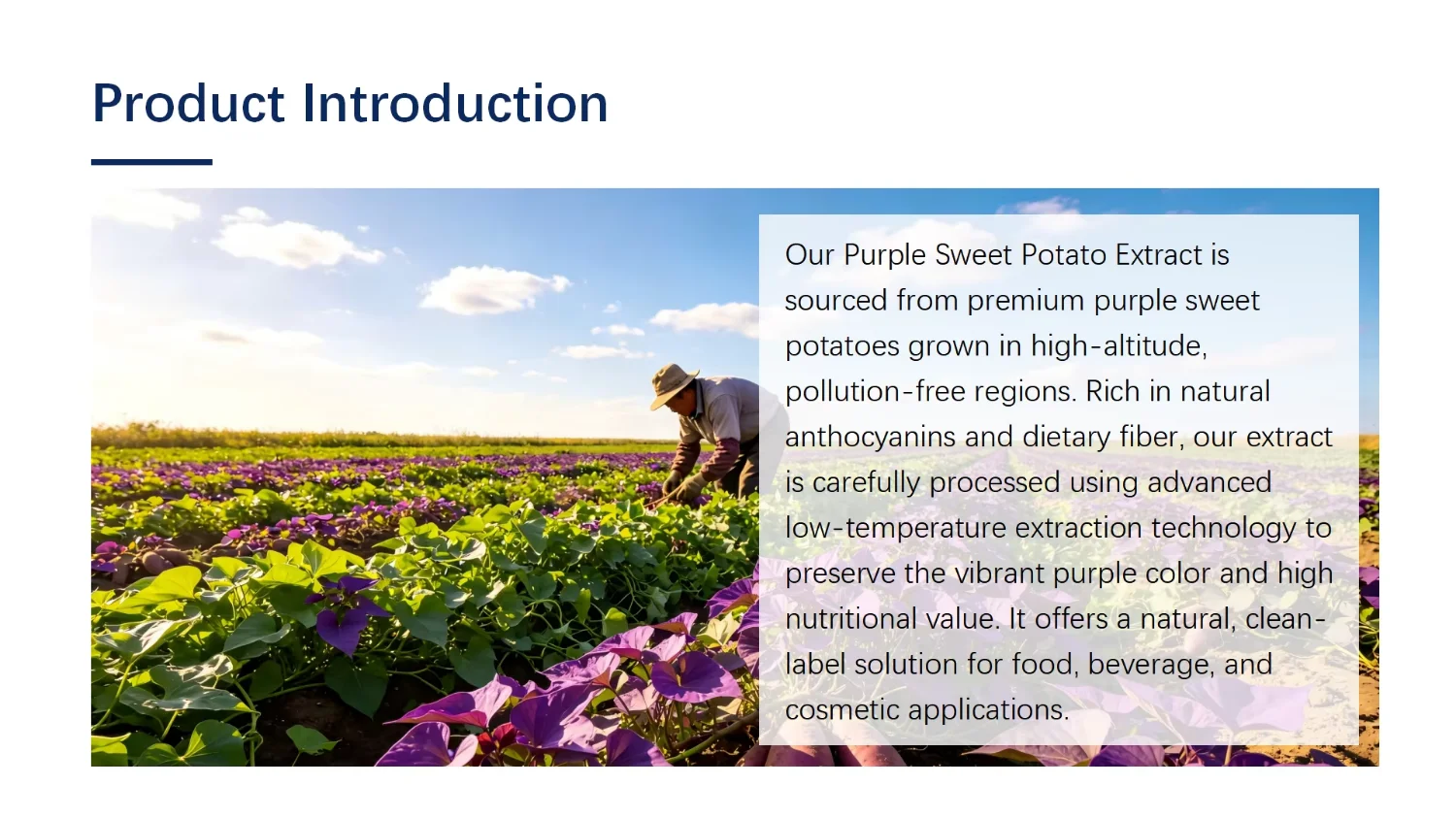 Purple Sweet Potato Powder Wholesale | Bulk Purple Sweet Potato Supplier He633dc266b944a54ad3f6c35952be675n