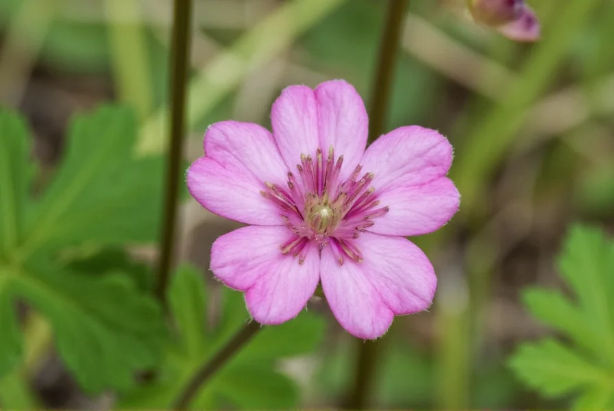 Coriander plant showing progression from flowers to developing seeds