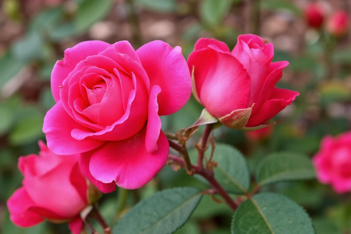 how to plant and take care of roses