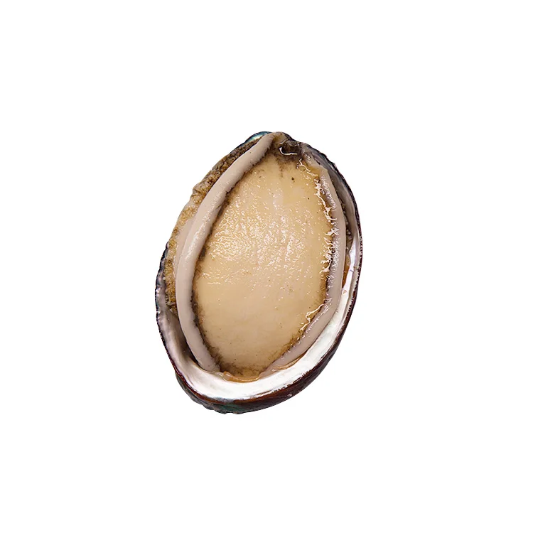 
Competitive price fresh frozen ablone seafood abalone frozen green abalone 