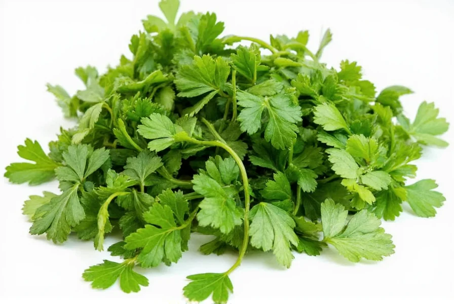 Cilantro leaves and coriander seeds comparison