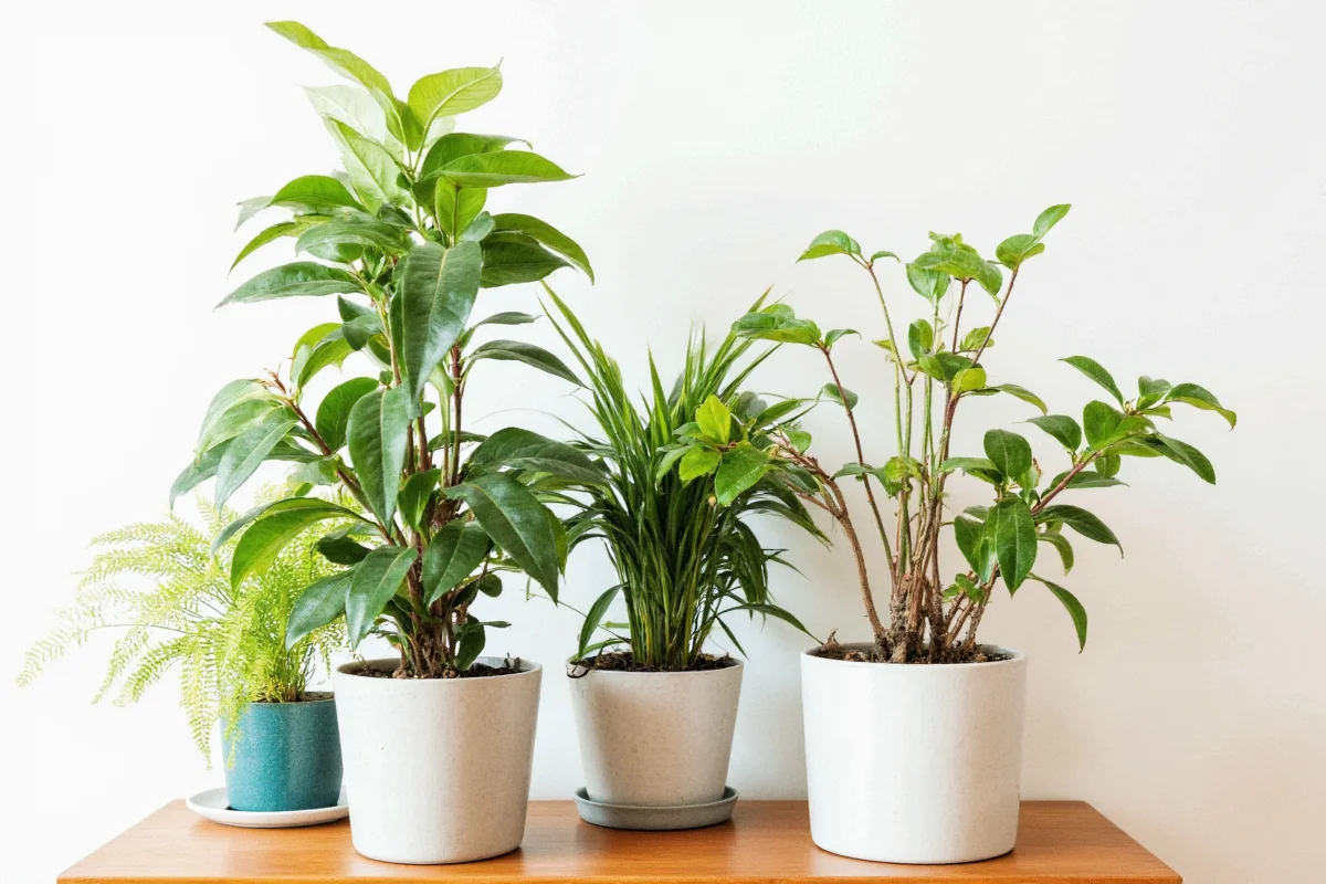 best worst companions for fafa beans