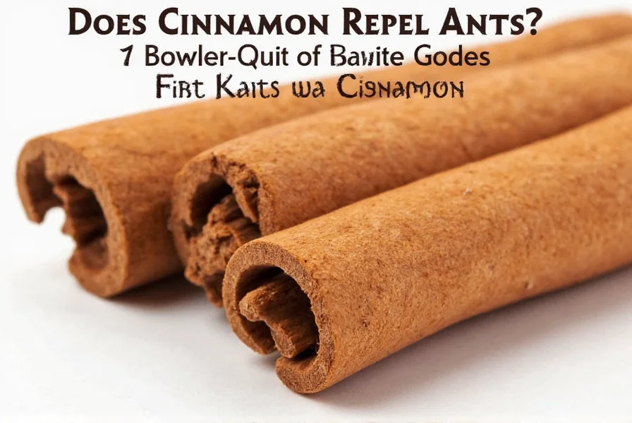 Close-up view of ants avoiding a cinnamon powder barrier on kitchen counter