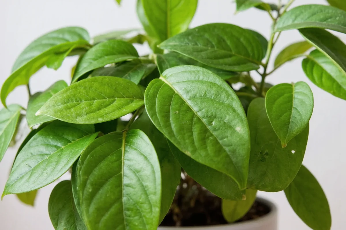 are pothos tropical plants