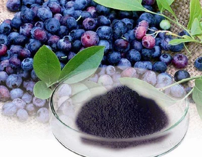 supply vaccinium myrtillus extract anthocyanindins 25%