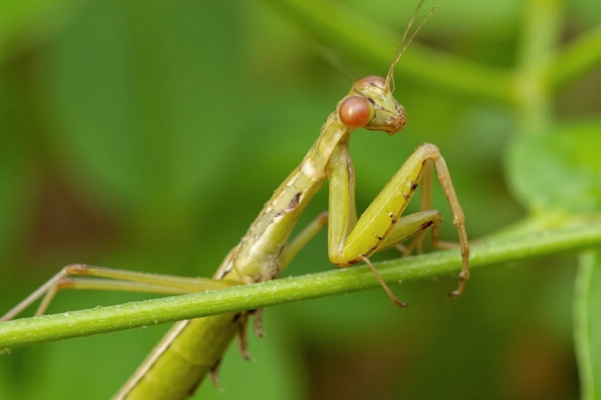 does praying mantis eat plants