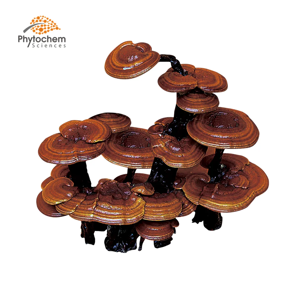 reishi (2).png