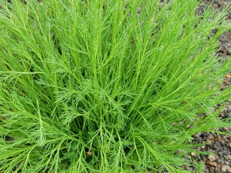 Best Dill Weed Replacement Options for Any Recipe