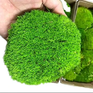 Free Size Artificial Real Preserved Live Moss Wall Art Moss Picture Frame Decorations Panel Artificial Moss Grass Wall