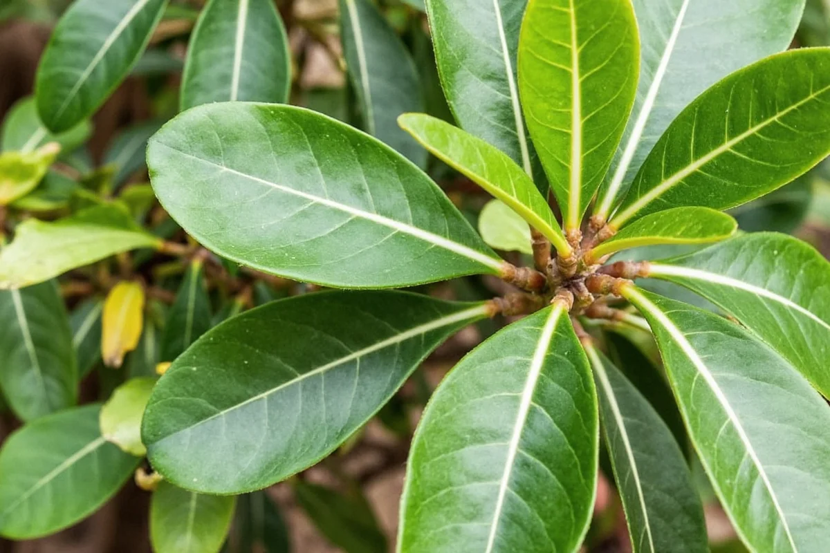 how to take care of eucalyptus plant