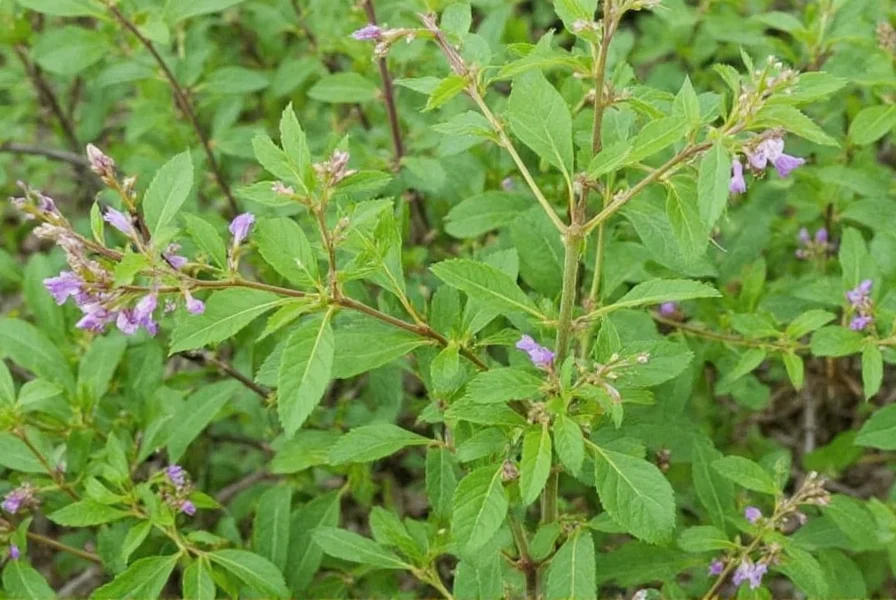 Bush clover plant management techniques showing controlled burn and mechanical removal methods
