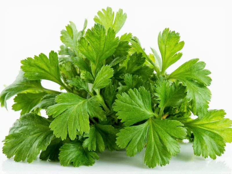 Cilantro vs Italian Parsley: Key Differences Explained