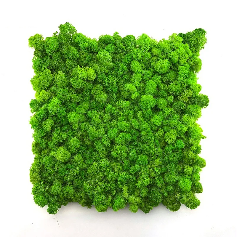 

Wholesale  indoor decorative environmental artificial green moss wall, real natural preserved reindeer moss panel