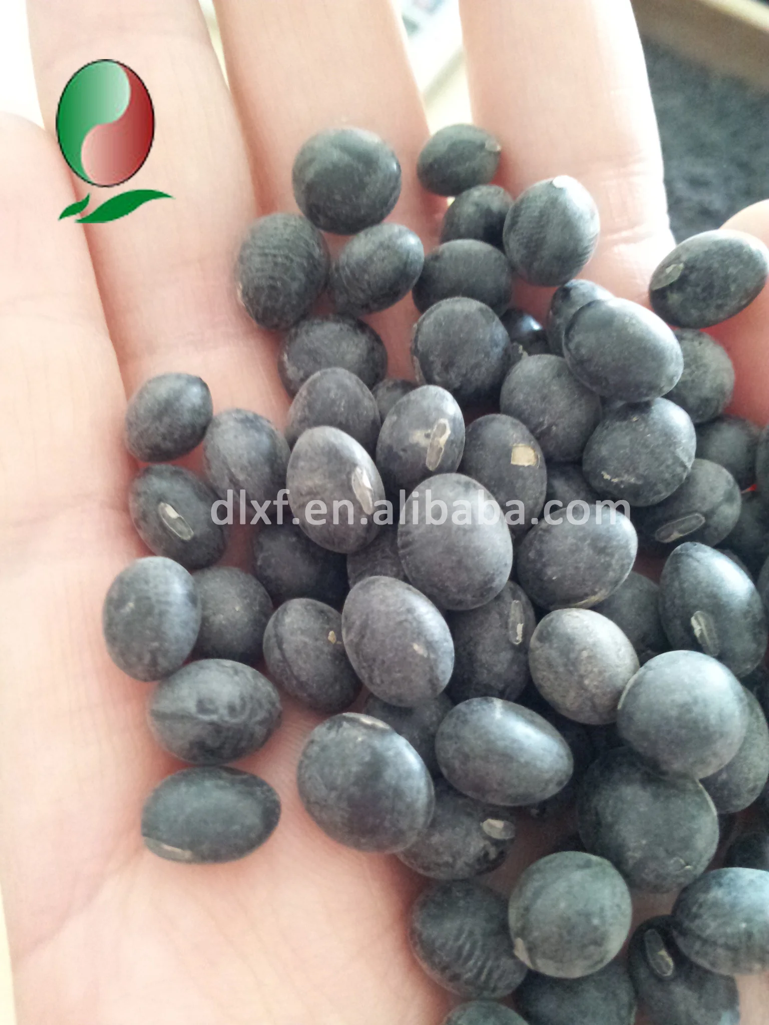 
Chinese black bean yellow kernel whosale 