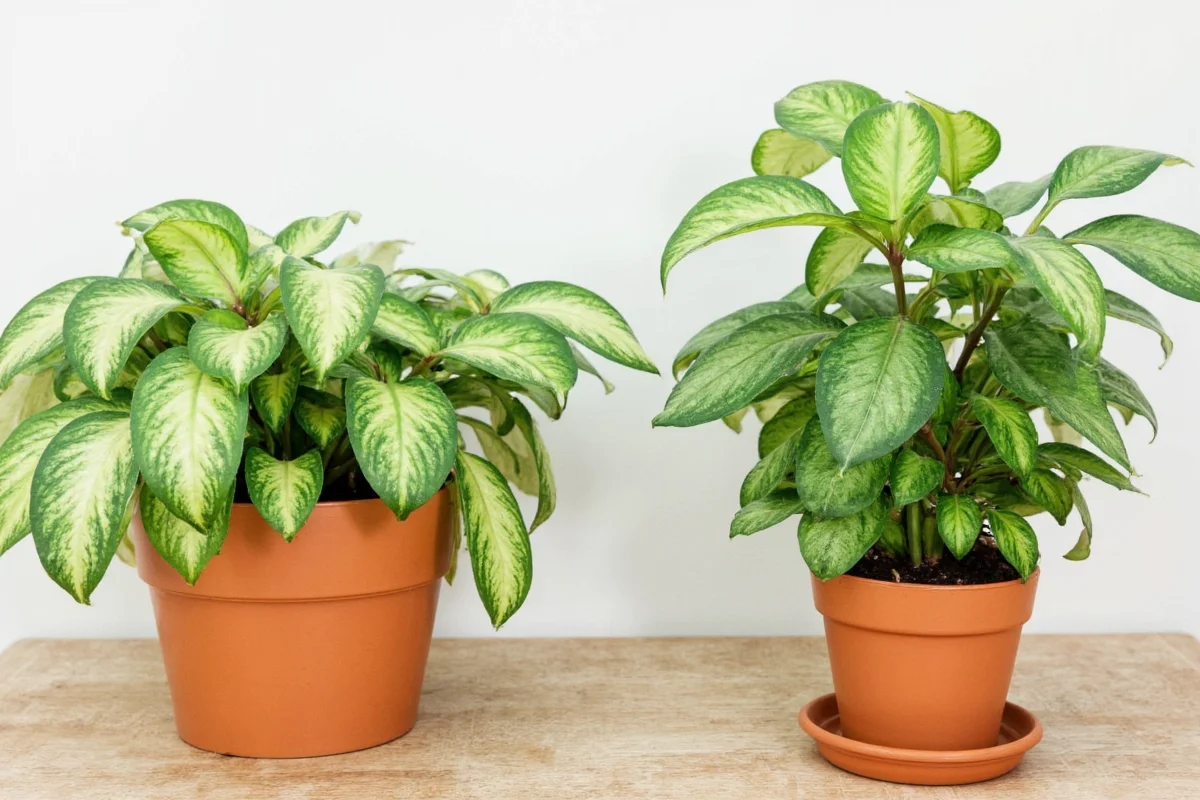 how to kill spider mites on indoor plants