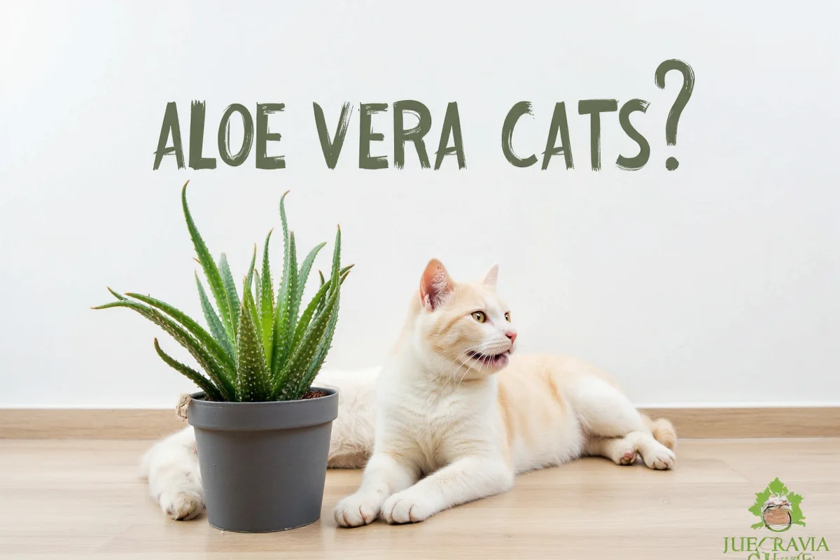 is aloe vera plant toxic to cats