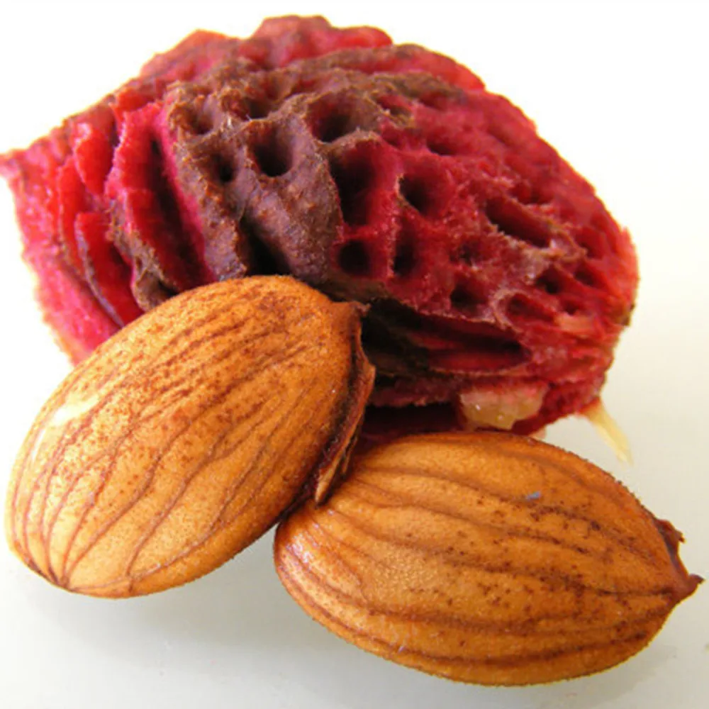 与壳牌公司桃核