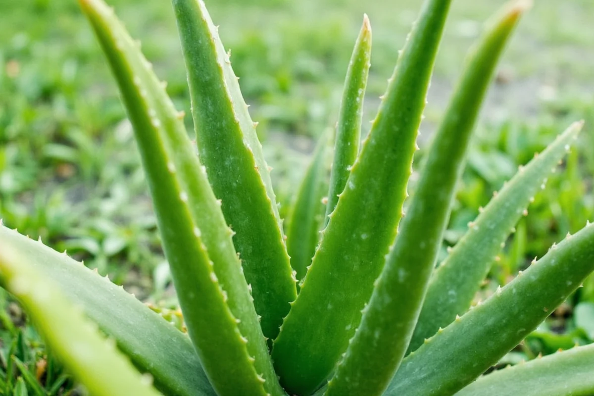Where Does Aloe Vera Come From? Origin and Global Production