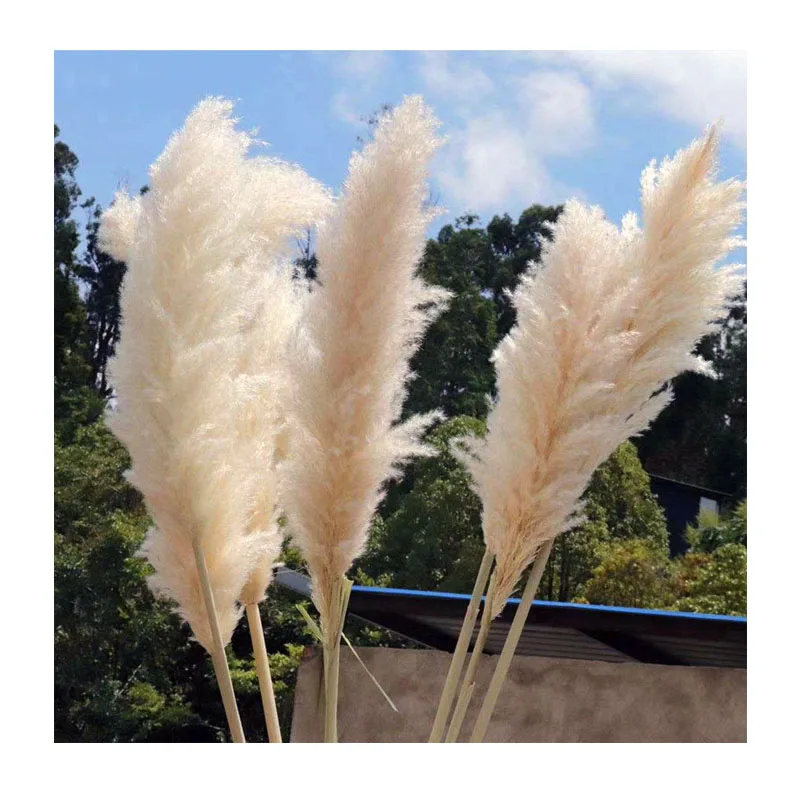 

Wholesale 2021 new arrival instagram style Natural flowers dried cream reed pampas grass for wedding decor