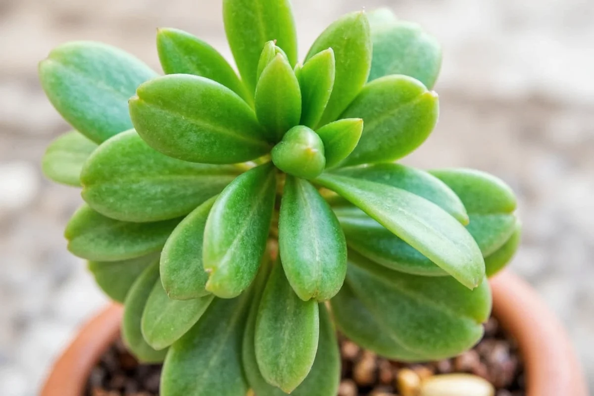 Where to Place Jade Plant at Home for Health & Luck
