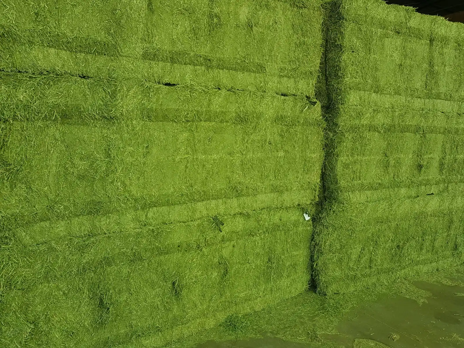 
Alfalfa hay in big bales for animal feeding 