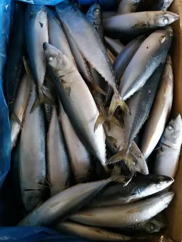 pacific mackerel (4)