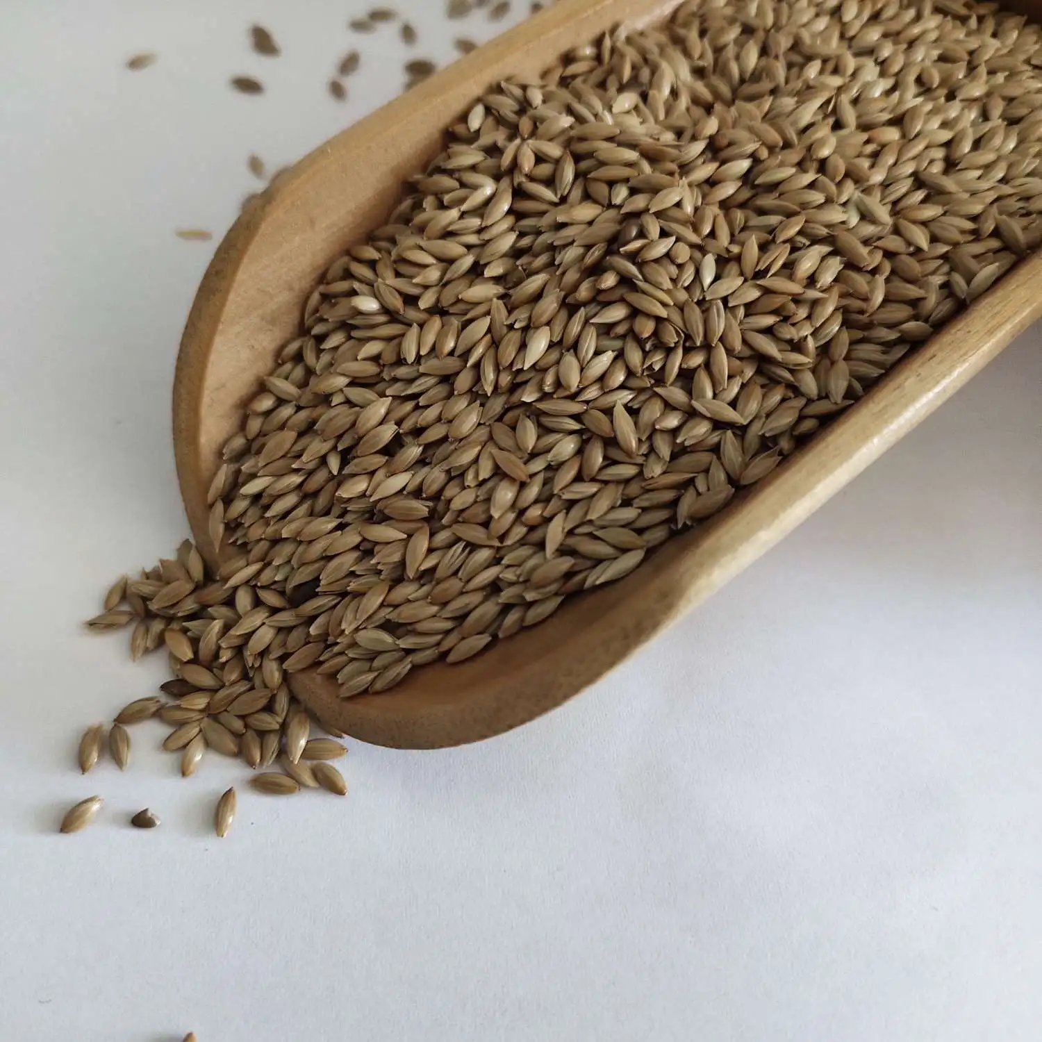 Canary seed for birds feed seeds