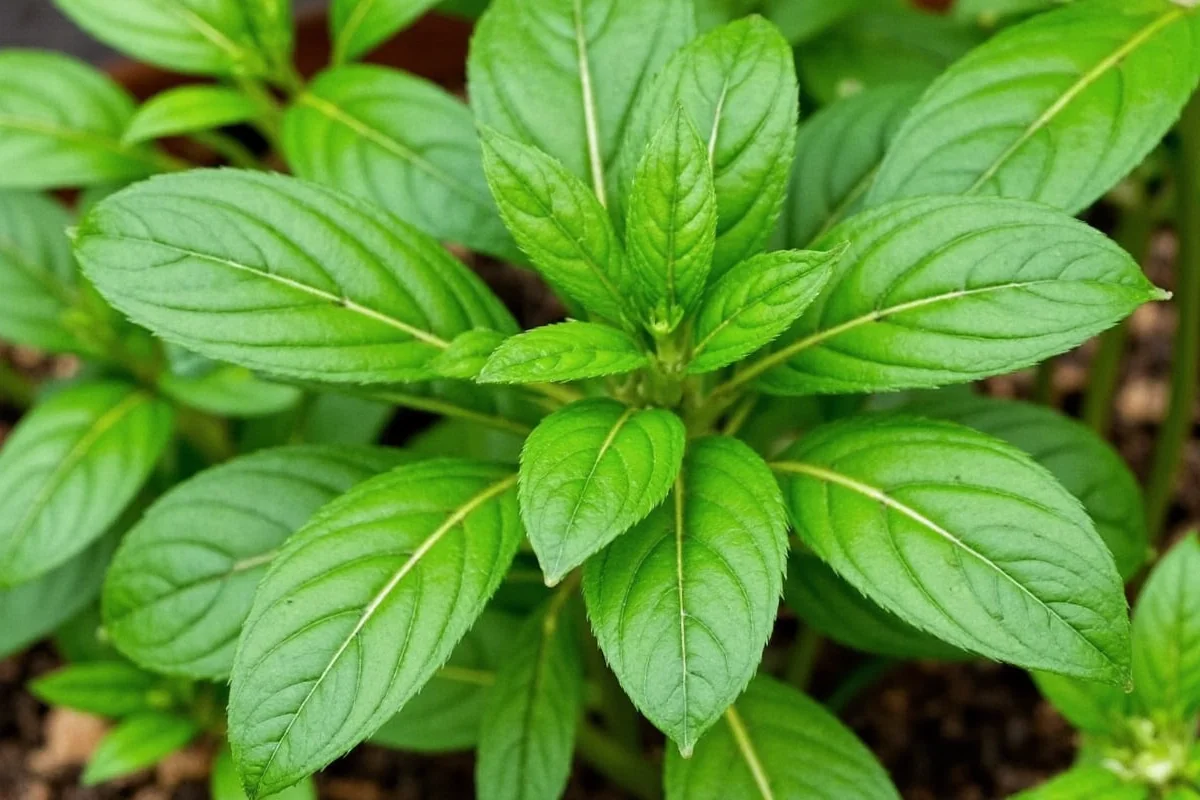 can you plant cilantro and basil together