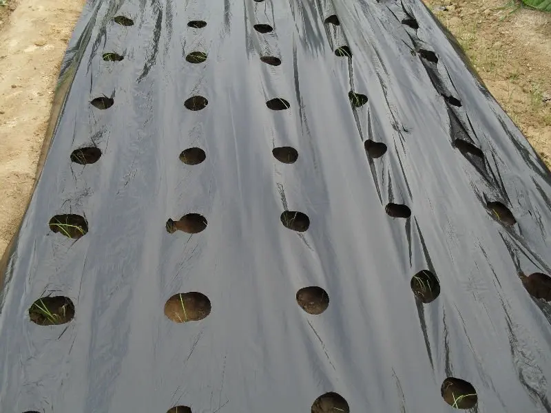 
Agricultural Silver shine plastic black mulch film used in greenhouse 