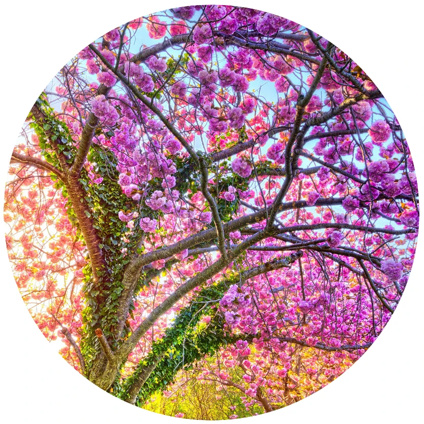 Custom Wall Mural Wallpaper Cherry Blossom Tree 3d Floral Wall Painting