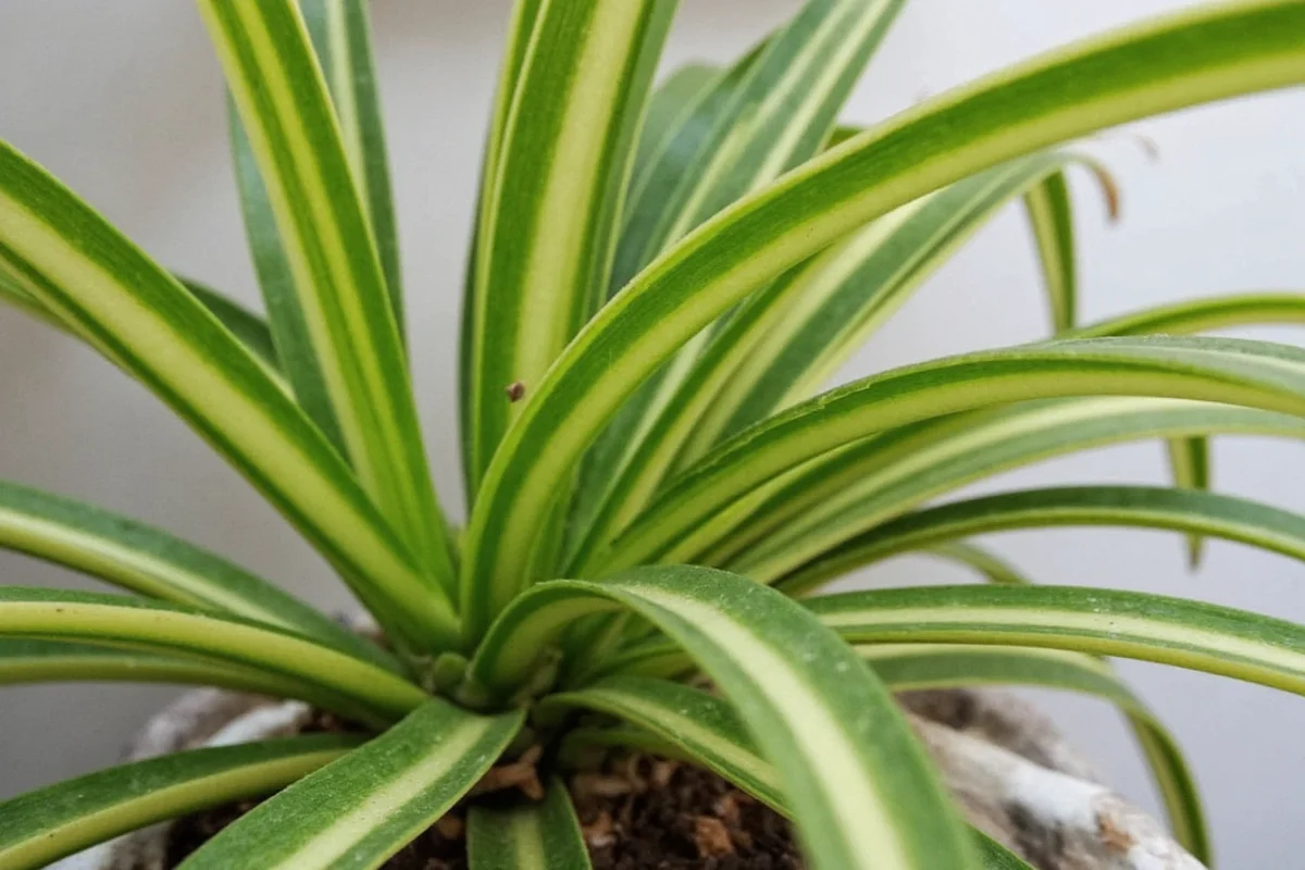 how much water does a spider plant need