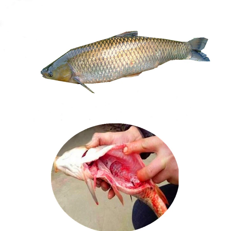 fish killing machine (2).jpg