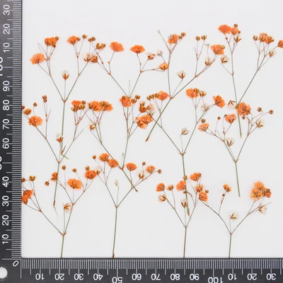 Babysbreath orange.jpg
