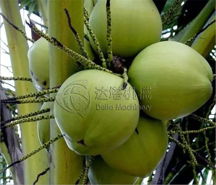 Coconut Opens Easy Coconut Cutting Machine Fresh Coconut Water