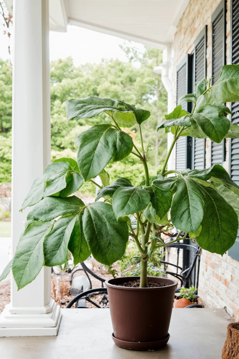 A shopping list layout showing a fiddle leaf plant next to self-watering planter, rug, awning, and wind chimes with prices labeled.