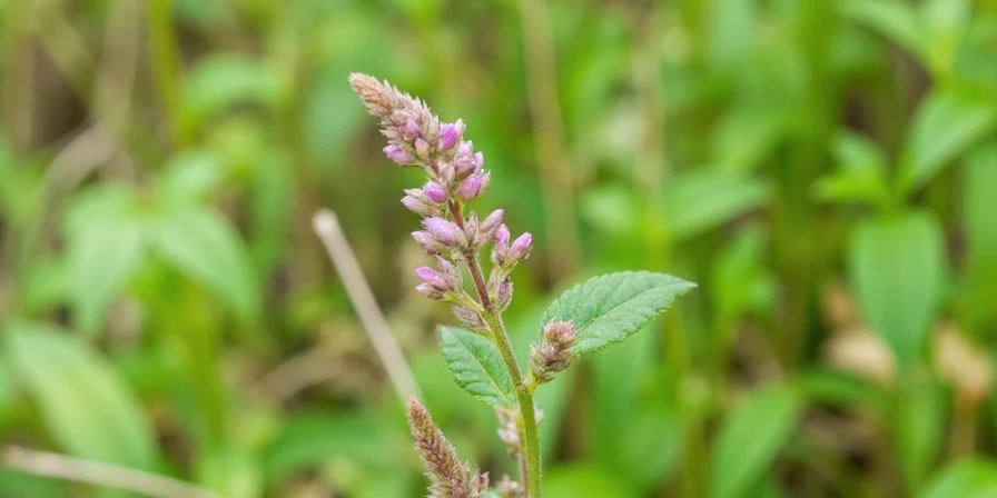 Health benefits of summer savory