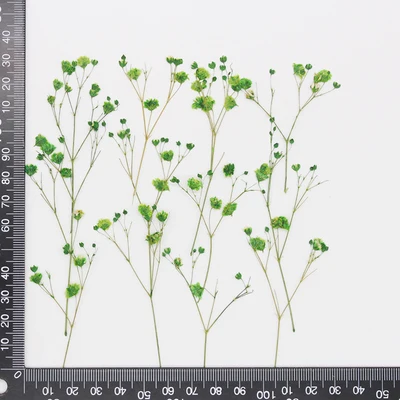 Babysbreath green.jpg