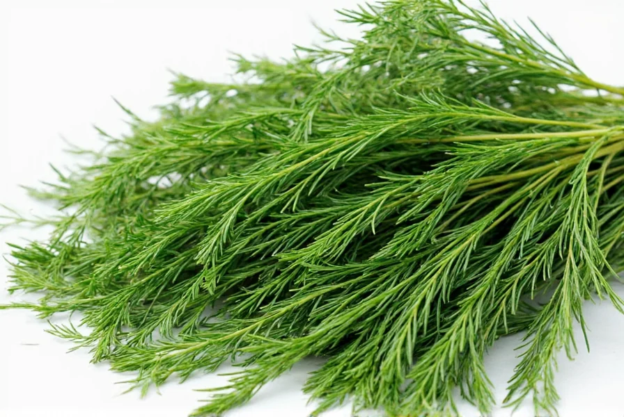 Fresh dill weed sprigs showing the feathery leaves and thin stems