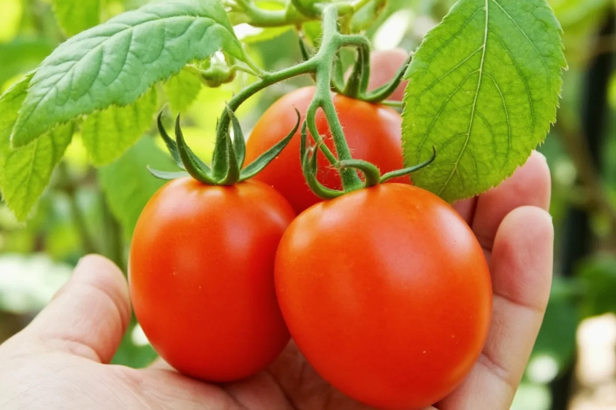 how long does a tomato plant take to grow