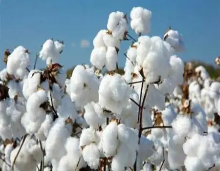 
High quality Raw Cotton 