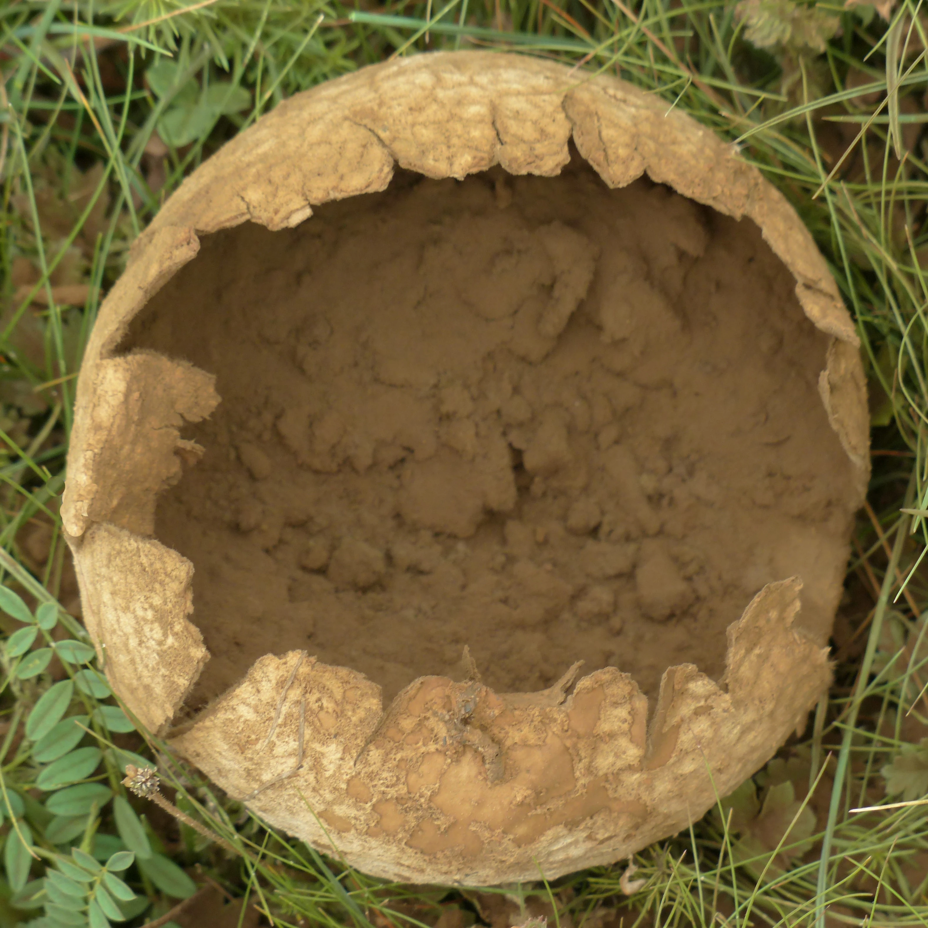 
bio fertilizerbioazotobacter rhizobium rhizobium biofertil rhizobium bacteria biological fertilizer 