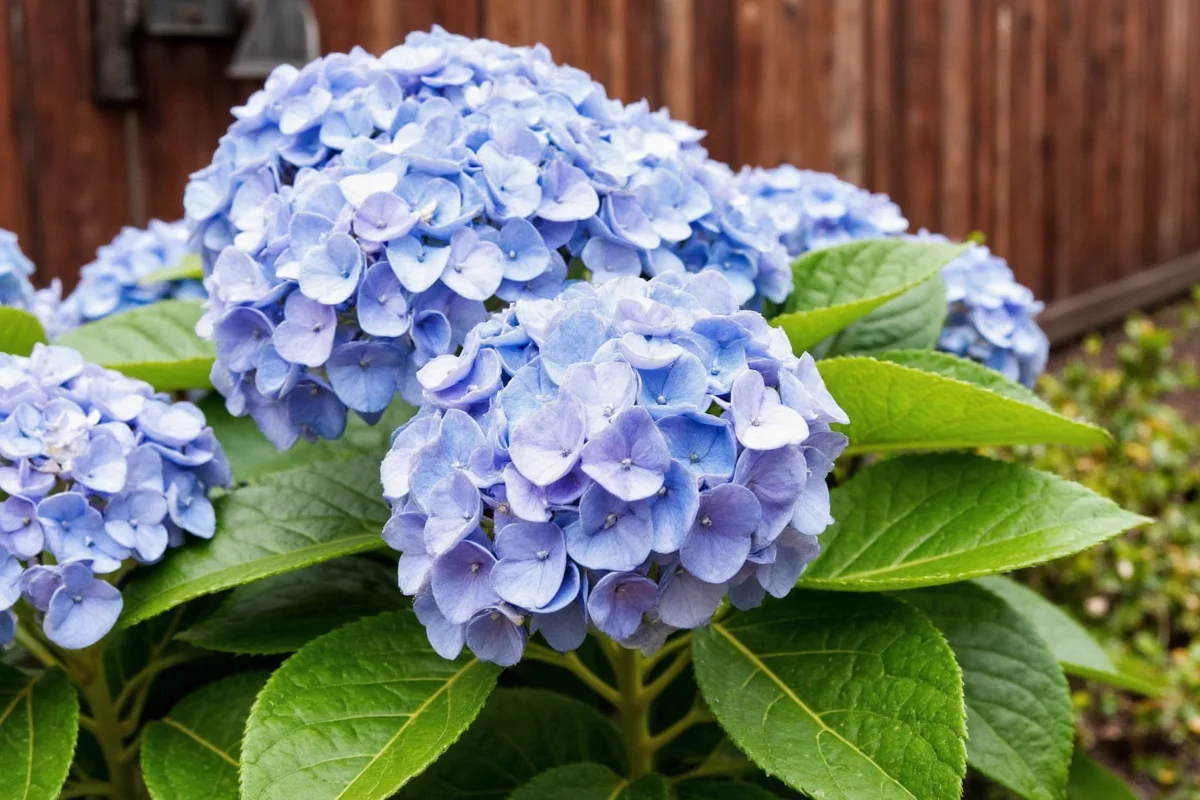 how to plant hydrangea cuttings