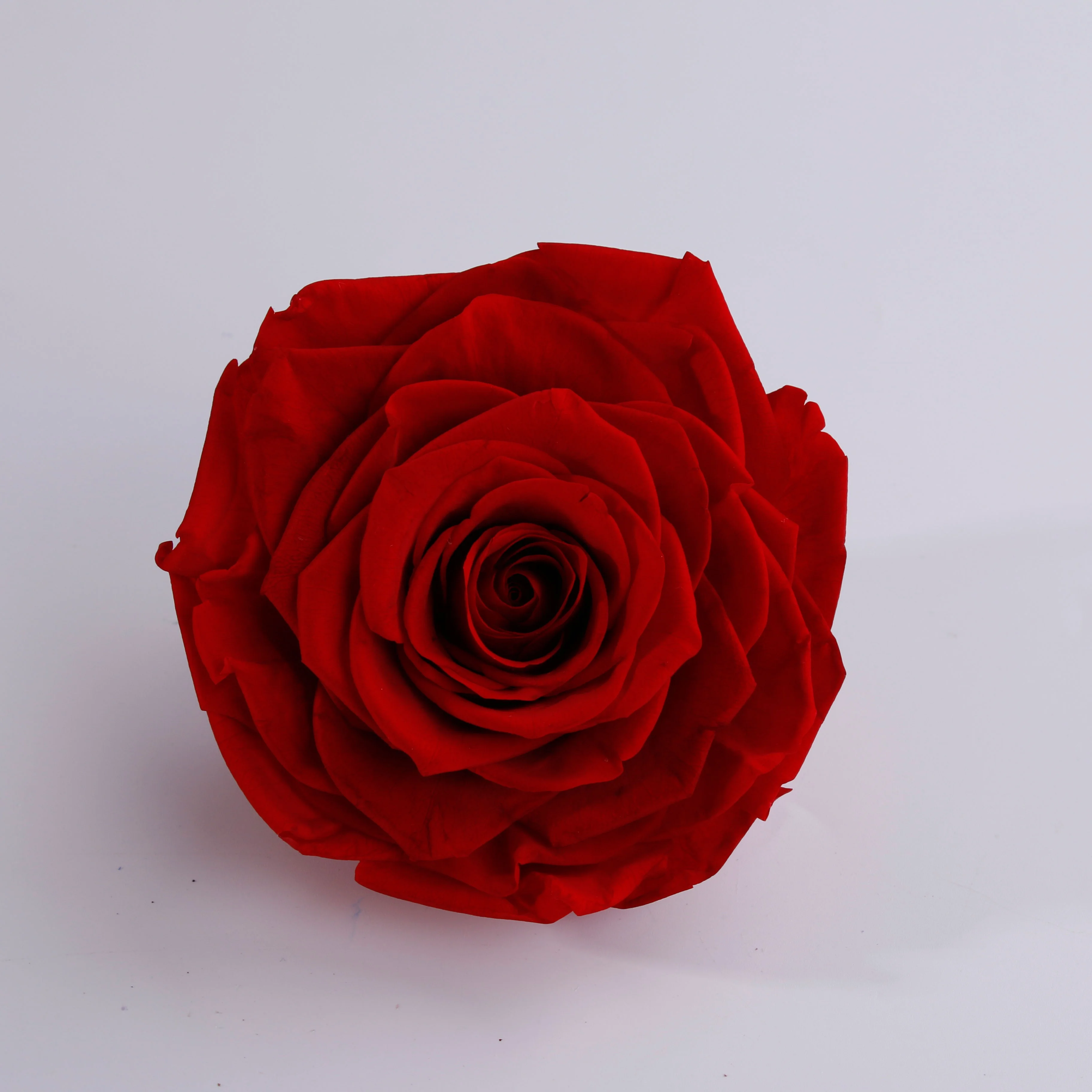 

Real Natural 9-10 cm Preserved Rose Head Eternal Roses Flowers